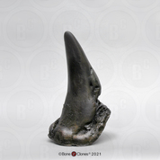 White Rhinoceros Horn Small (Replica)