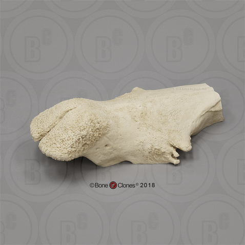 White Rhinoceros Horn Dislpay Plate