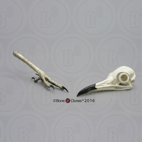 Roadrunner Skull and Foot Set