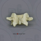 Human Adolescent Lumbar Vertebra, Single