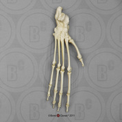 Black Spider Monkey Foot, Articulated Rigid