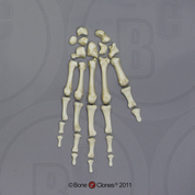 Human Adolescent Hand, Disarticulated