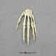 Human Adolescent Hand, Articulated Rigid