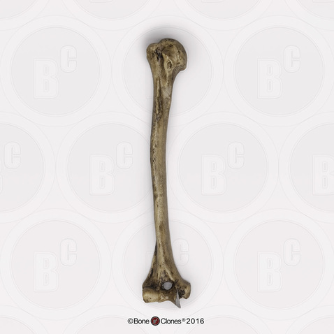 Neanderthal Humerus Reconstruction