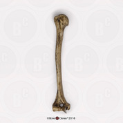 Neanderthal Humerus Reconstruction