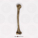 Neanderthal Humerus Reconstruction