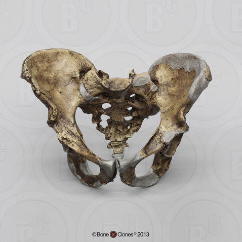 Neanderthal Pelvis Reconstruction,