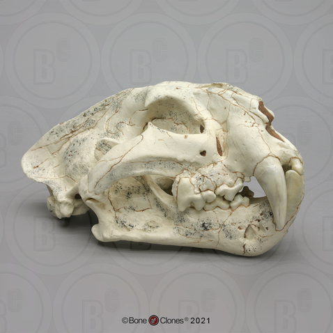 Ancestral Tiger Panthera zdanskyi Skull