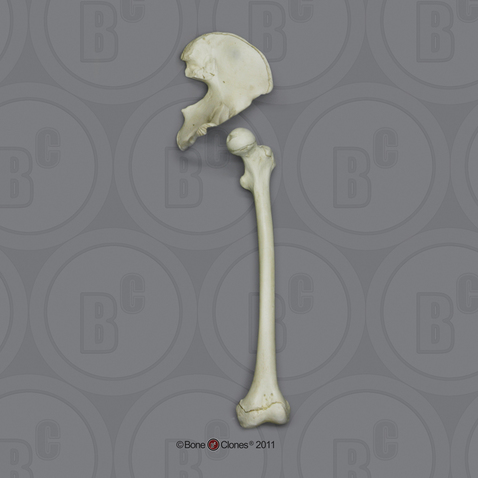 Human Adolescent Innominate and Femur Set