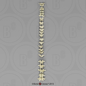 Human Female Asian Vertebral Column-all 24 Vertebrae, Disarticulated