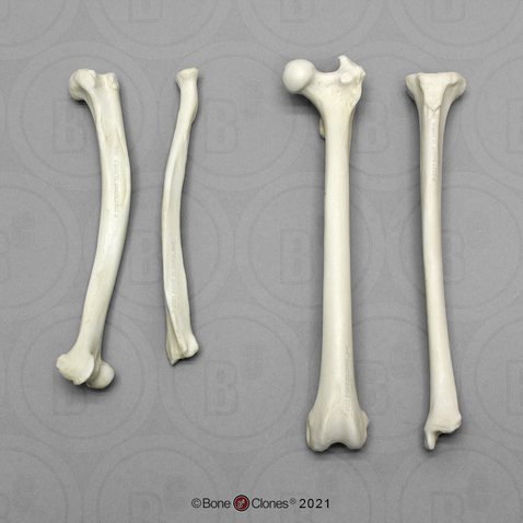 Vervet Intermembral Set