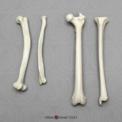 Vervet Intermembral Set