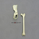 Vervet Monkey Innominate & Femur Set