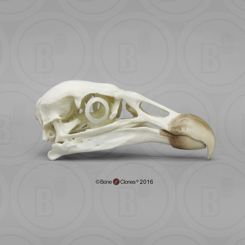 Andean Condor Skull