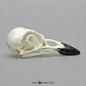 Blue Jay Skull