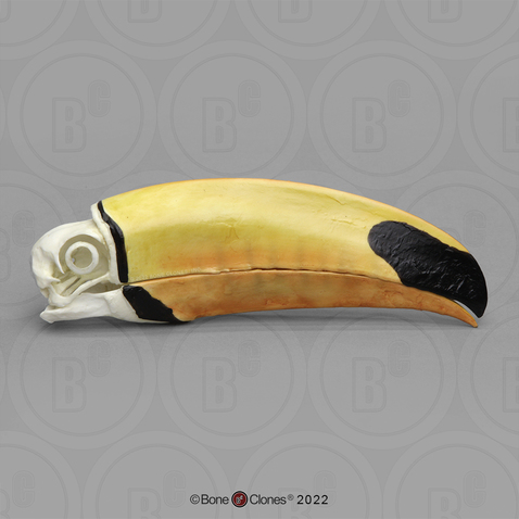 Toco Toucan Skull