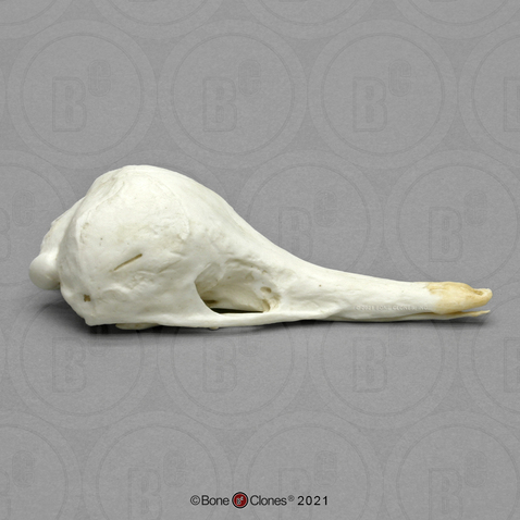 Echidna Skull