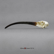 Scarlet Ibis Skull