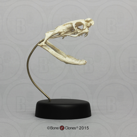 King Cobra Skull and base