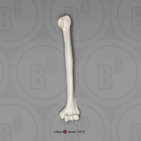 Bonobo Humerus