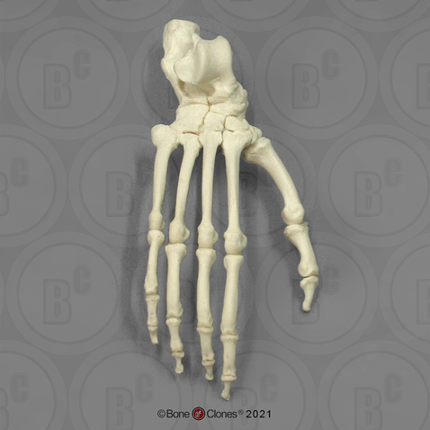 Articulated Bonobo Foot