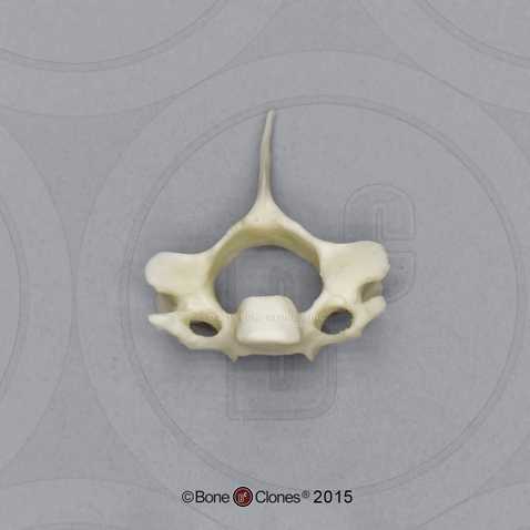 Bonobo Cervical vertebra, Single