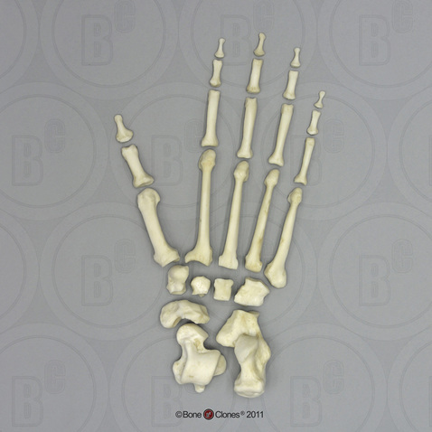 Bonobo Foot, Disarticulated