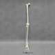 Human Male Asian Leg, Articulated w/ Articulated Rigid Foot