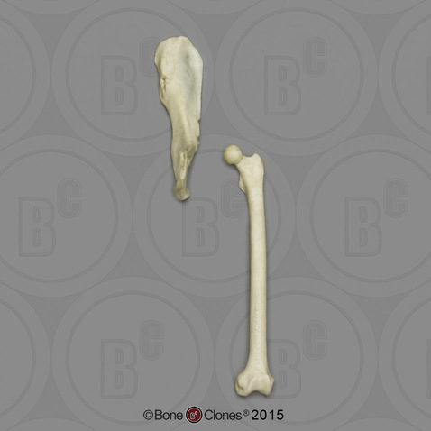 Black Spider Monkey Innominate & Femur Set