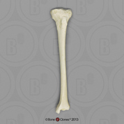 Human Female Asian Tibia