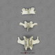 Mandrill Baboon Vertebrae, set of 3 - Cervical, Thoracic, Lumbar