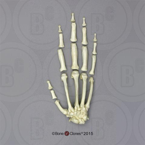 Male Chimpanzee Hand, Semi-articulated