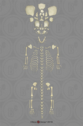 Disarticulated Human Fetal Skeleton Full Term