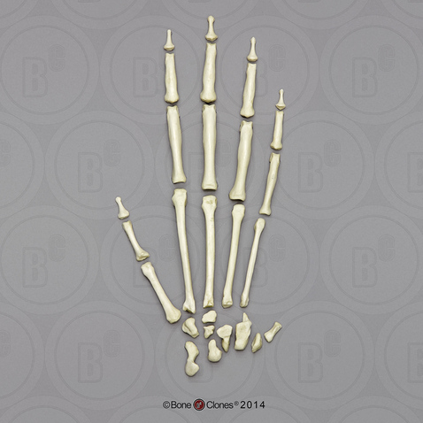 Siamang Hand, Disarticulated