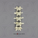 Human Male European Lumbar Vertebrae, set of 5