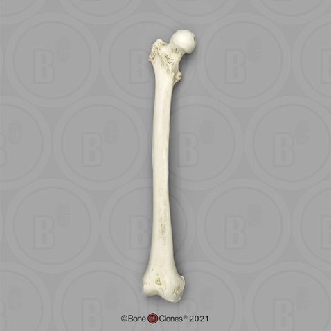 Human Adult Female Femur, African