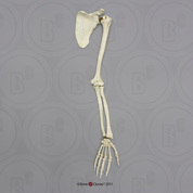 Human Male Asian Robust Arm, Articulated with Scapula