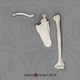 Bonobo Humerus, Scapula, Clavicle Set