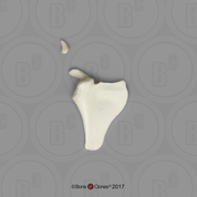 14 mo Child Scapula