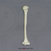 Human Adolescent Humerus