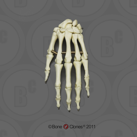 Human Adult Female Hand, articulated, Premium flexible