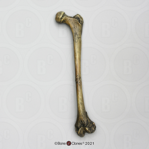 Homo ergaster Femur