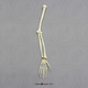 Human Adolescent Arm, Articulated w/Articulated Rigid Hand, (no Scapula)