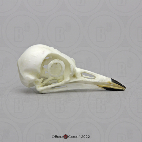 American Robin Skull