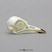 American Robin Skull