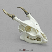 Muntjac Skull