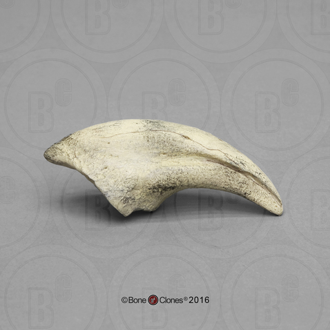 Tarbosaurus bataar Fossil Claw