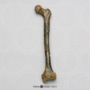 Homo erectus Femur Reconstruction