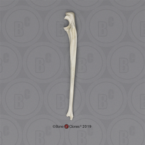 Rhesus Macaque Ulna