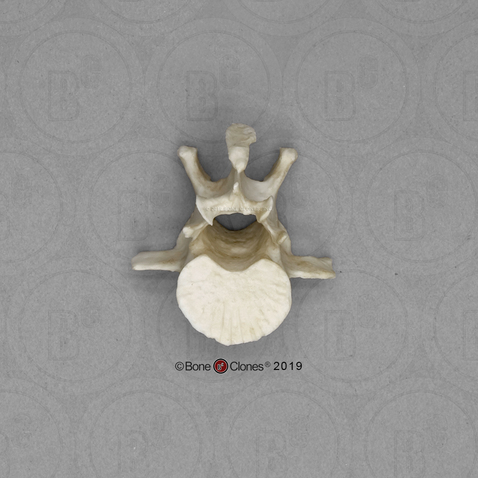 Rhesus Macaque Lumbar Vertebra, Single